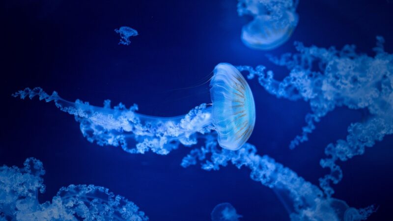 jellyfish, nature, sea, water, aquarium, marine, species