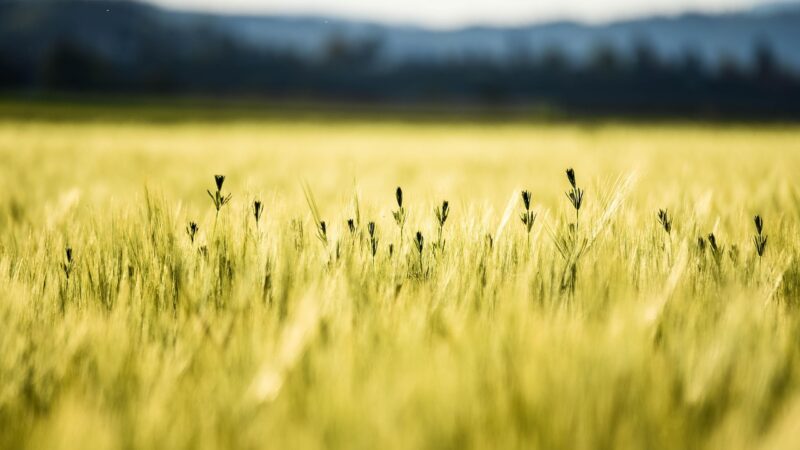 Aquarium Micronutrient Deficiency Guide