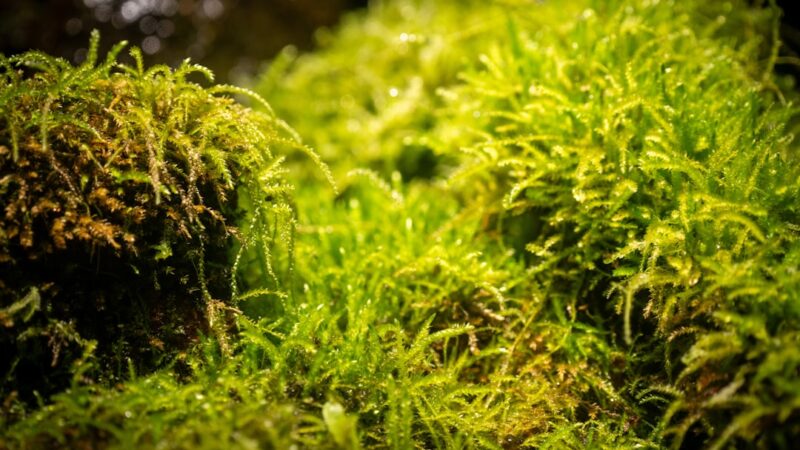 Aquarium Moss Types Compared