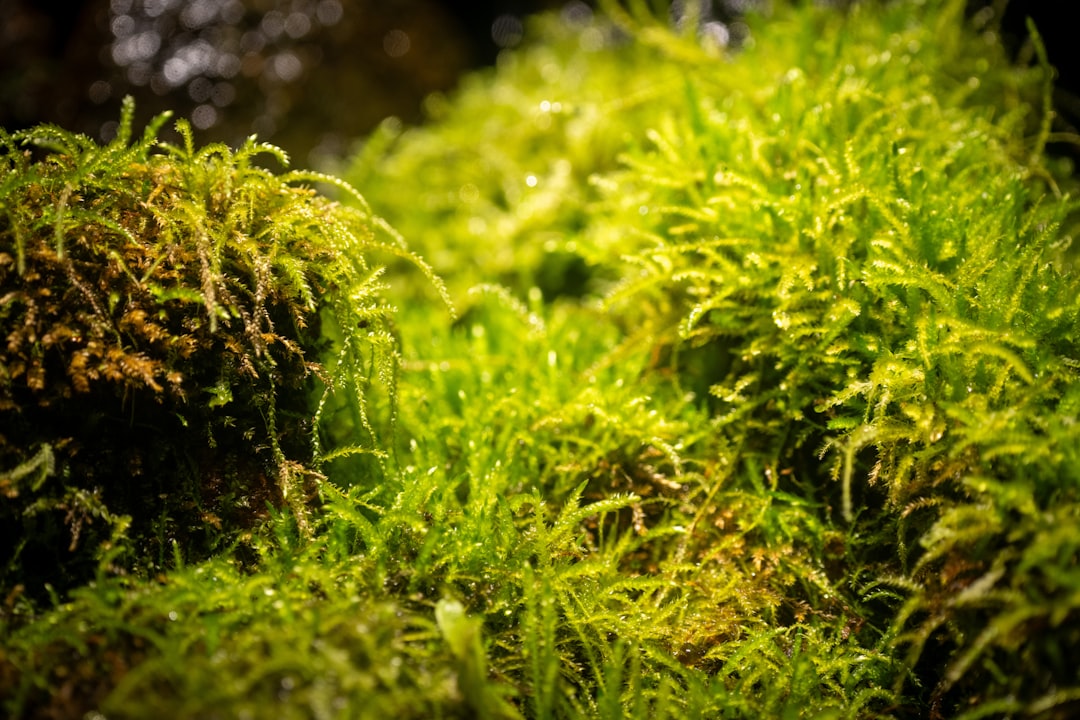 Aquarium Moss Types Compared