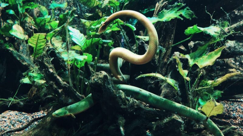 Nematode Worms in Aquariums: Identification and Action