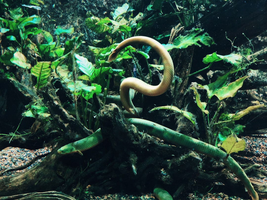 Nematode Worms in Aquariums: Identification and Action