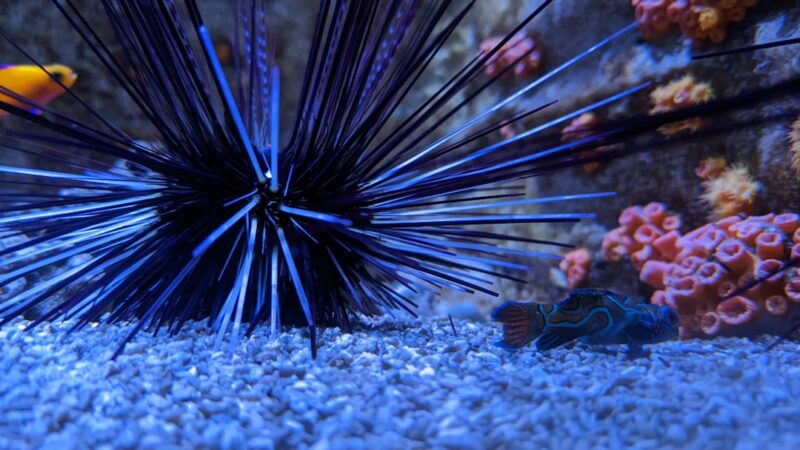 Nitrite Spike in Aquarium: Causes, Dangers and Quick Fixes