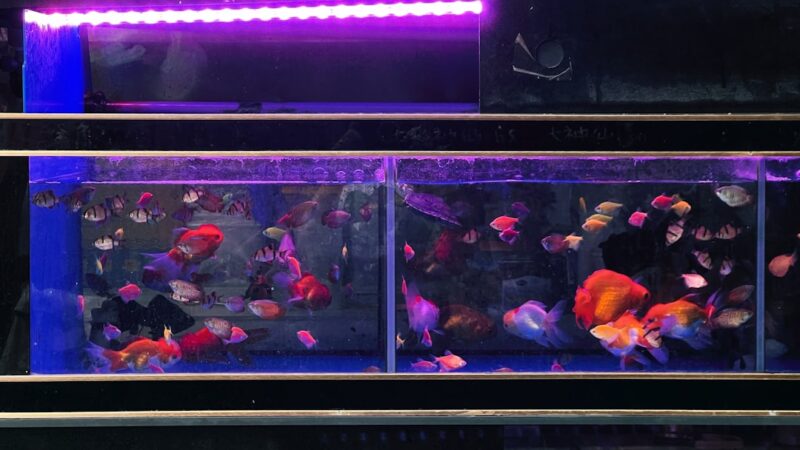 Aquarium Photography Lighting Tips: Reducing Glare and Enhancing Colour