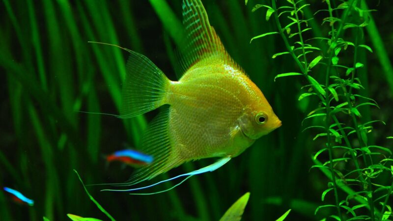 Aquarium Plant Deficiency Guide: Diagnose by Leaf Symptoms