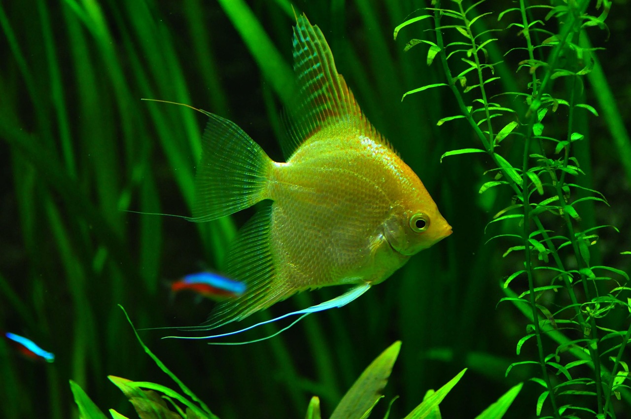 Aquarium Plant Deficiency Guide: Diagnose by Leaf Symptoms