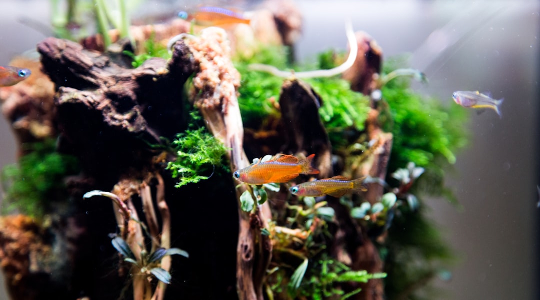 Aquarium Root Tabs Guide: When, Where and How to Use Them