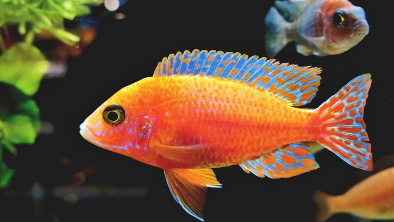 Aquarium Salt Guide: When and How to Use Salt in Freshwater Tanks