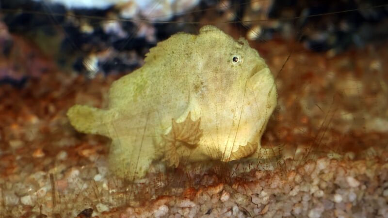 Scuds and Amphipods in Aquariums: Identification and Control