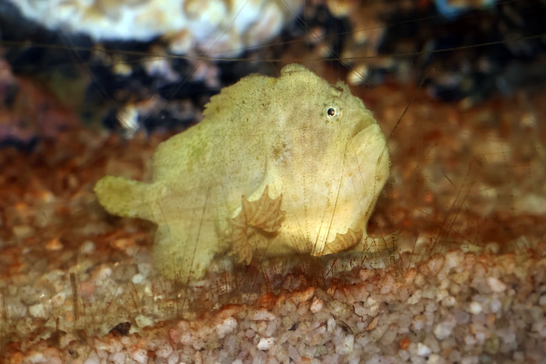 Scuds and Amphipods in Aquariums: Identification and Control