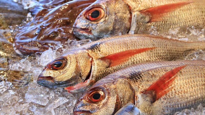 Buying Second-Hand Aquarium Equipment: What to Check