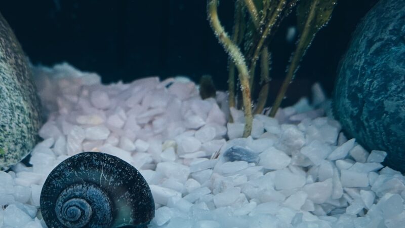 Aquarium Snail Anatomy Glossary Guide