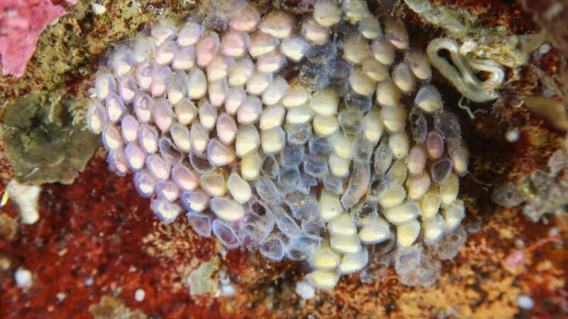 Aquarium Snail Eggs: How to Identify and What to Do