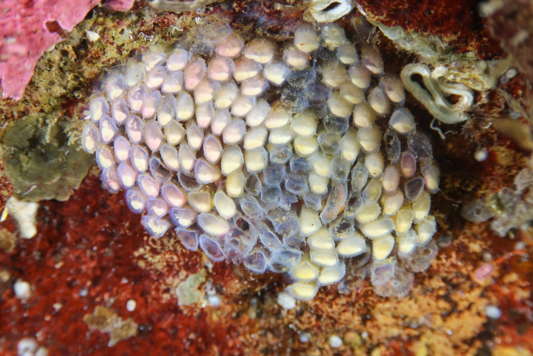 Aquarium Snail Eggs: How to Identify and What to Do