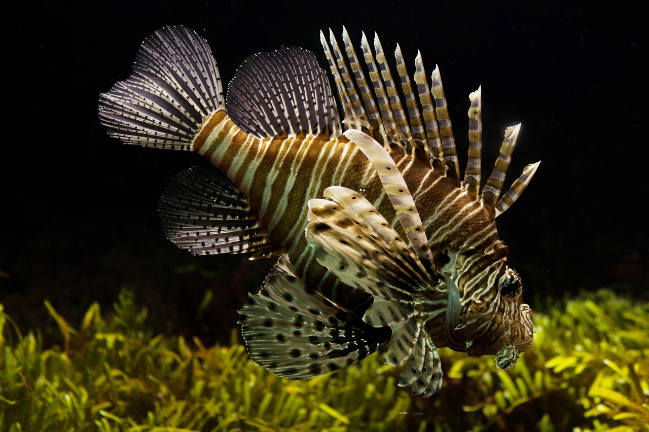 Swim Bladder Disease in Fish: Causes and Treatment
