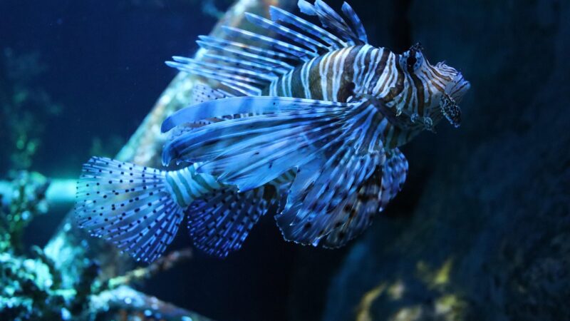 fish, nature, lionfish, sea, underwater, tank, aquarium