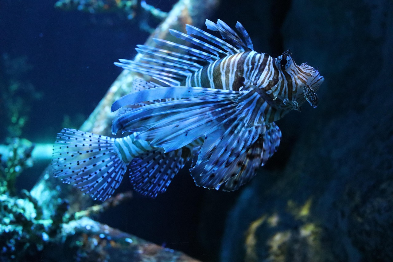 fish, nature, lionfish, sea, underwater, tank, aquarium