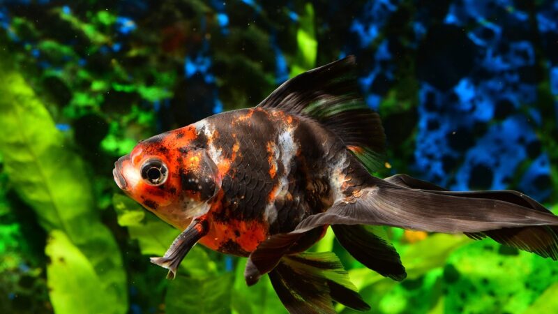 goldfish, fish tank, pet, aquarium, goldfish, goldfish, goldfish, goldfish, goldfish, fish tank, fish tank, fish tank