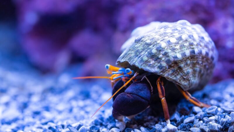 Aquarium Terracing Guide