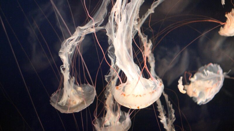 jellyfish, marine, underwater, ocean, nature, sea, aquatic, species