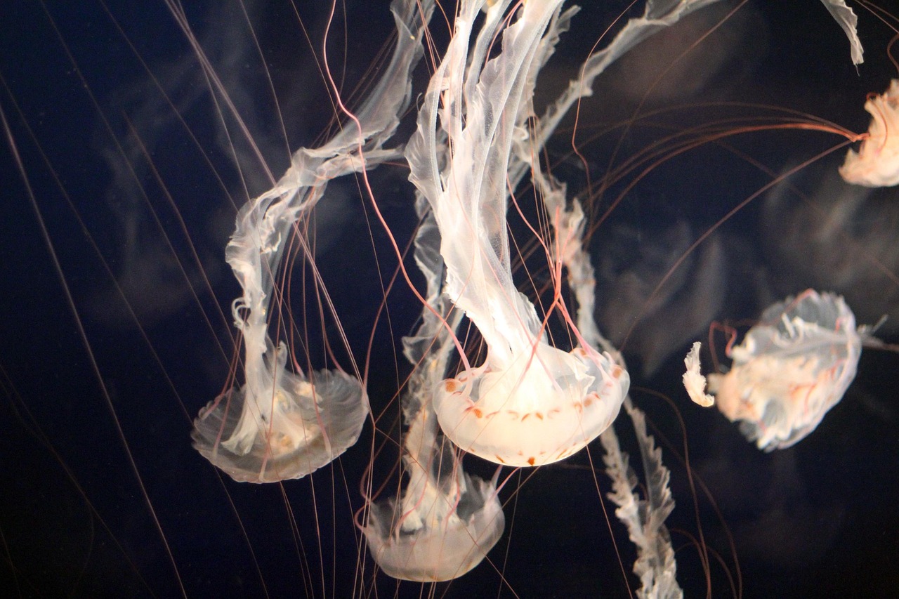 jellyfish, marine, underwater, ocean, nature, sea, aquatic, species