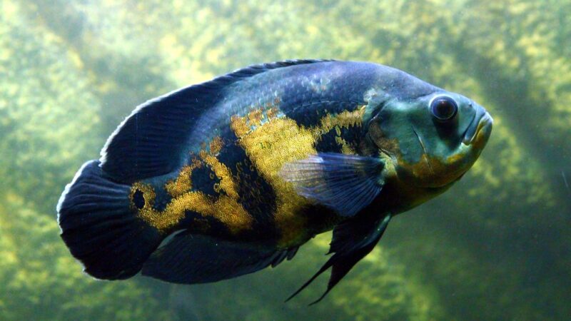 Aquarium Water Parameter Log Template: Track and Trend