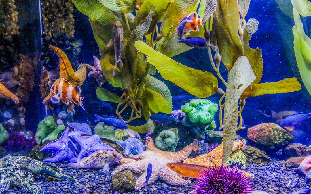 Aquarium Weekly Maintenance Checklist: 15-Minute Routine