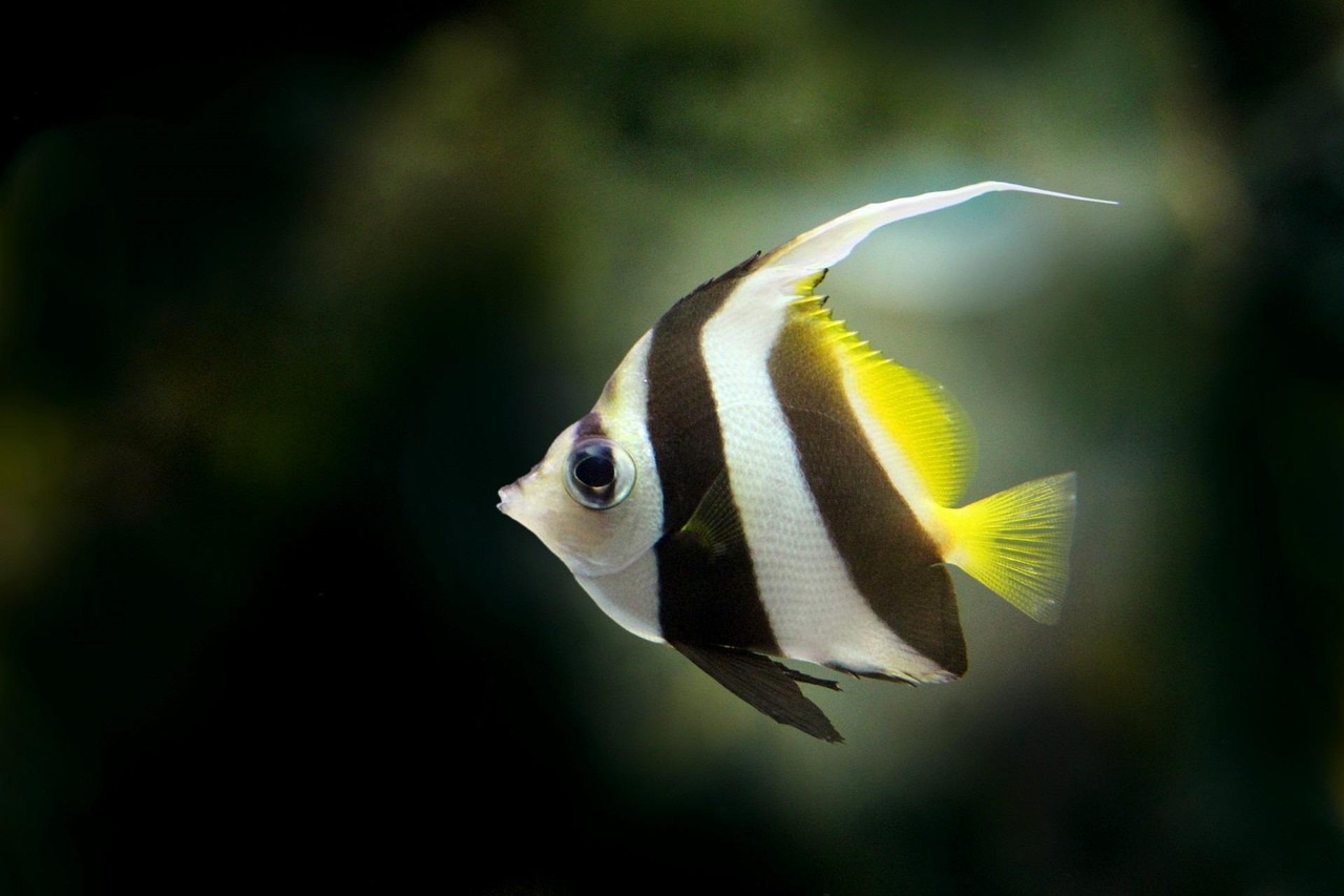 How to Aquascape for Angelfish: Tall, Planted and Elegant