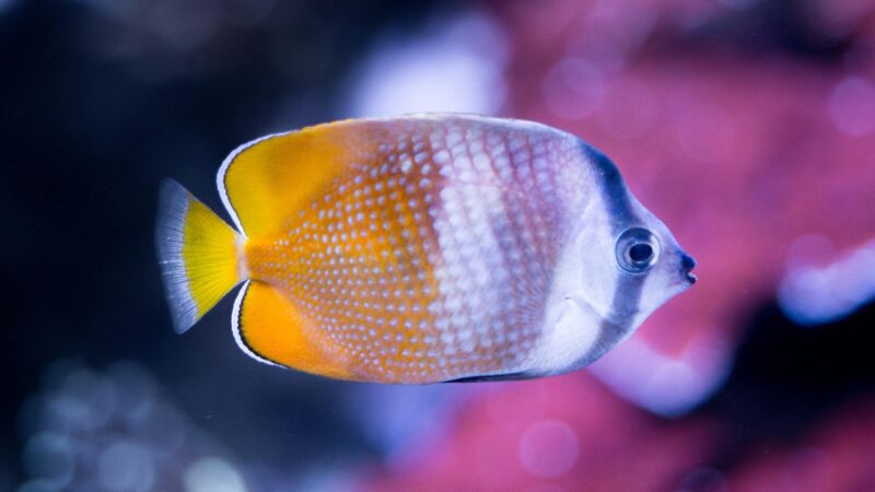 tropical, nature, fish, tank, ocean, underwater, aquarium, water, coral, marine, exotic, animal, aquatic, goldfish, wildlife,