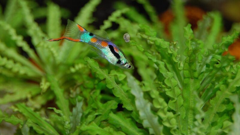 How to Aquascape a Guppy Breeding Display Tank