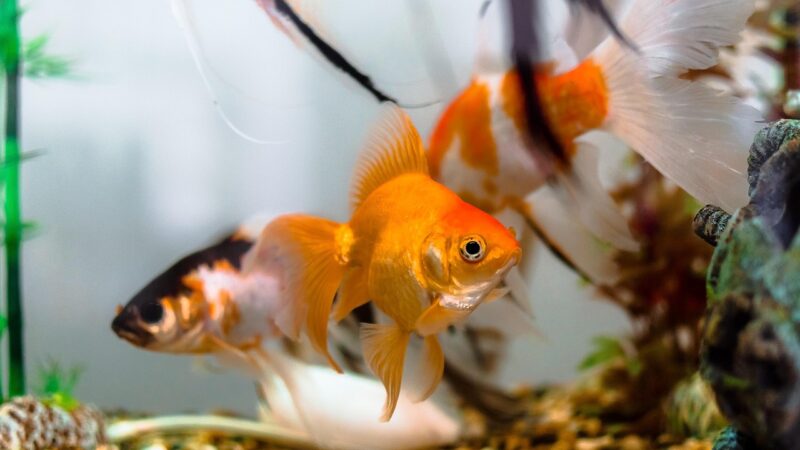 aquariums, color, dancer fish, dancers, decoration, fish, goldfish, mar, nature, rio, river, sea, water, goldfish, goldfish,