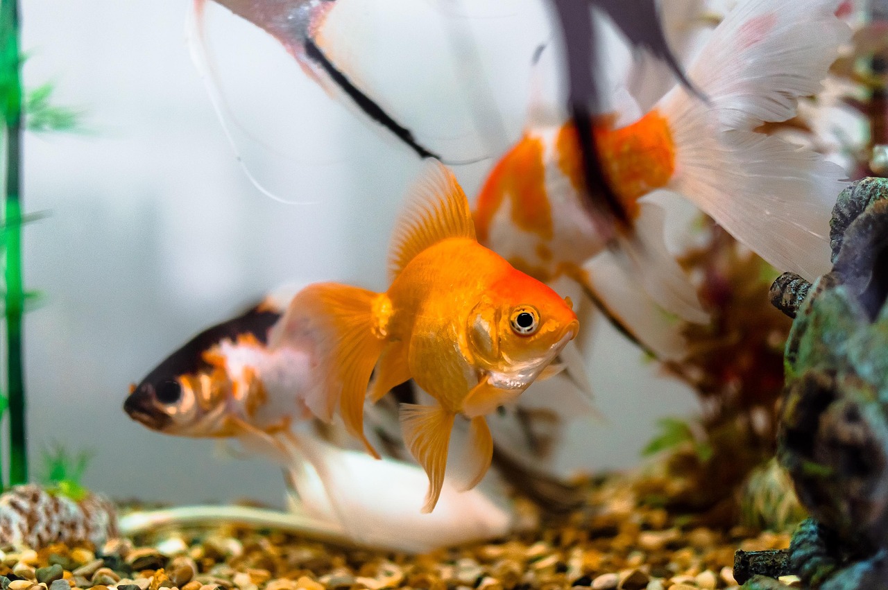aquariums, color, dancer fish, dancers, decoration, fish, goldfish, mar, nature, rio, river, sea, water, goldfish, goldfish,
