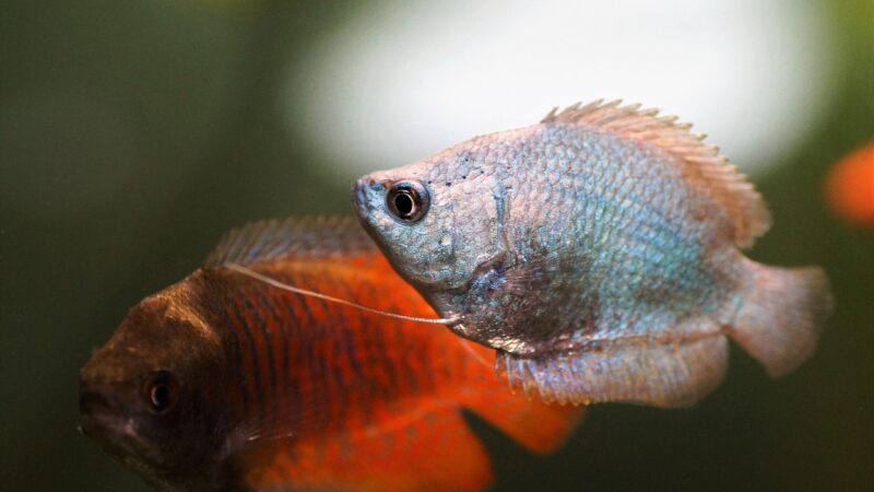 gourami, scrubby, blue, few, female, nature, tropical, fish, aquarium, akvaristika, freshwater