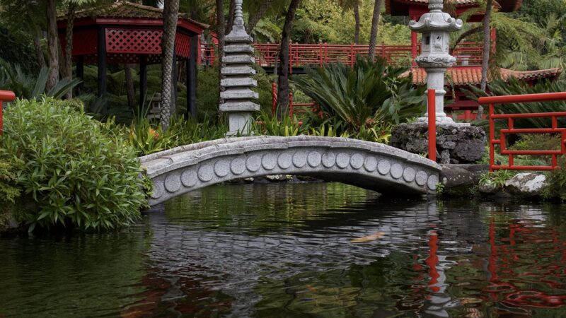 How to Aquascape an Outdoor Pond in Singapore