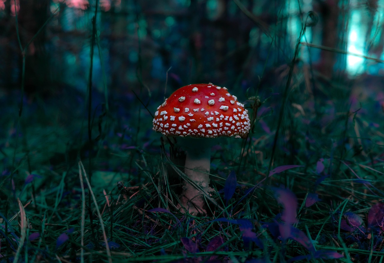 Indo-Pacific Reef Biotope Aquascape