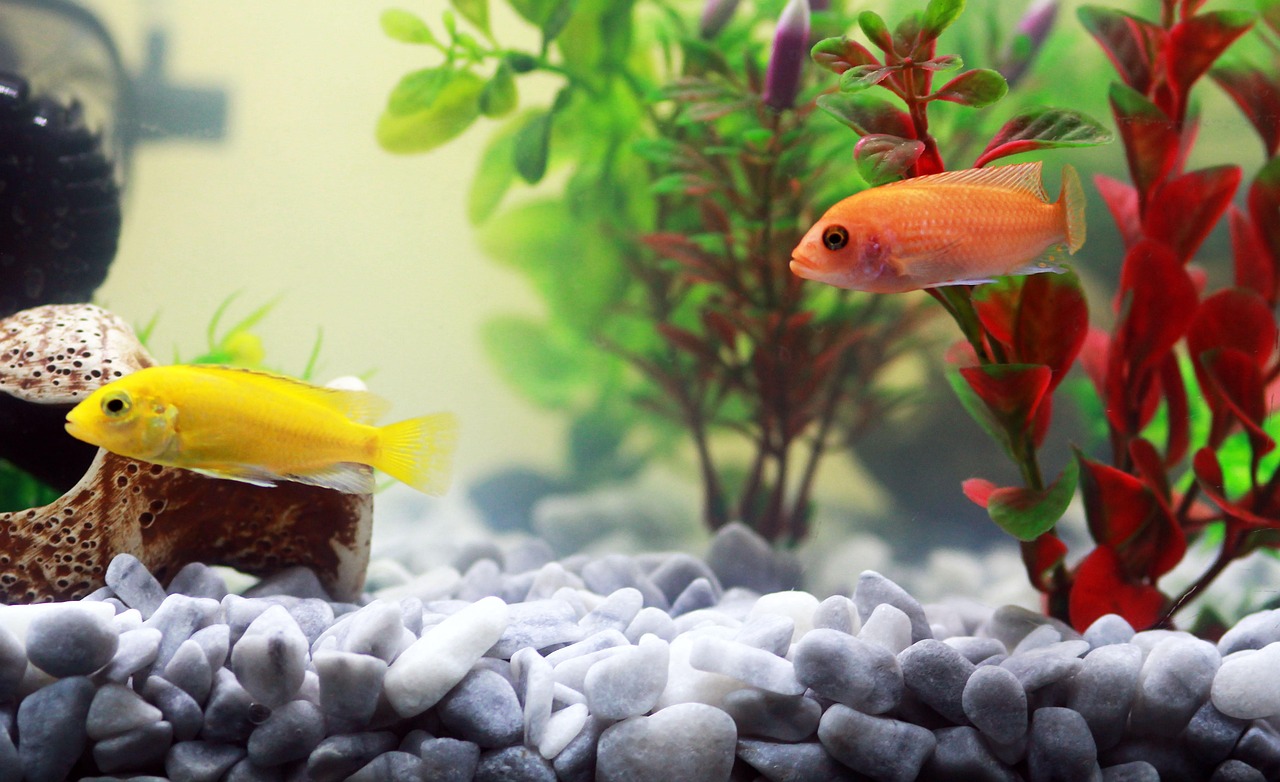 Aquascaping on a Low Budget: Beautiful Tanks for Less