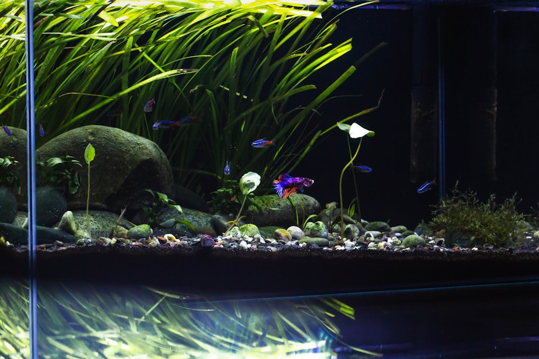 Aquascape for a Marine Cleanup Crew