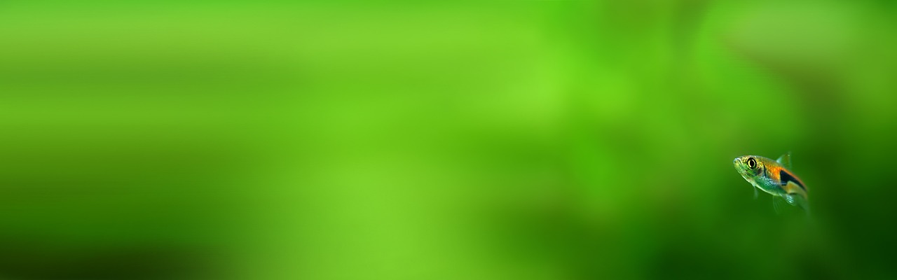 Aquascaping a 5-Litre Nano Tank: Big Impact, Tiny Space