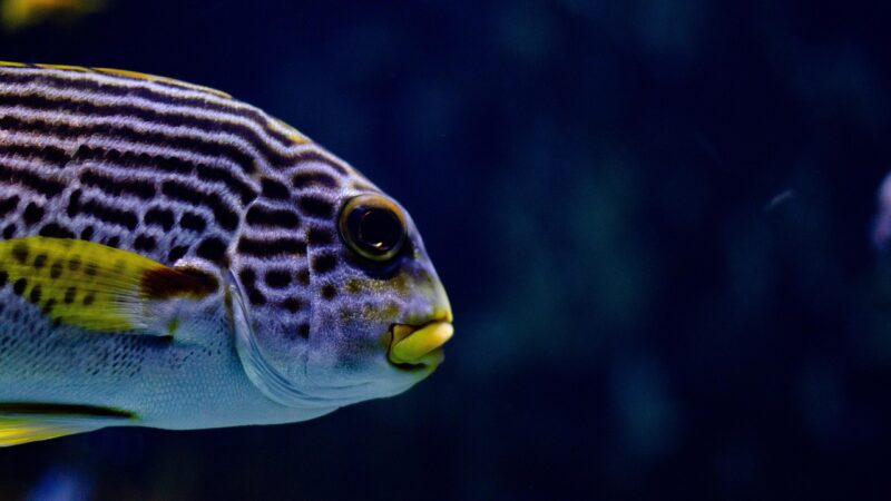 The Rule of Thirds in Aquascaping: A Detailed Breakdown