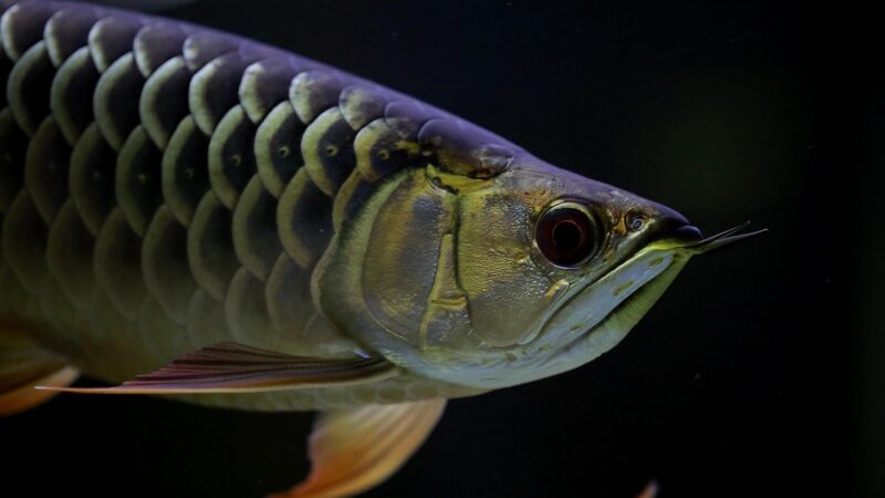 aquascape using dragon stone planted aquarium aquascape — featured image for aquascape using dragon stone only