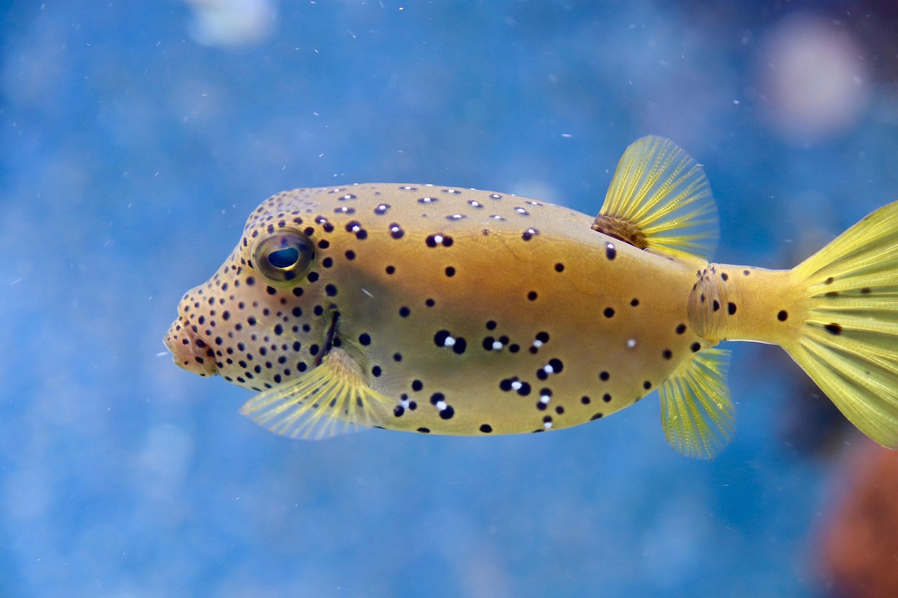 puffer fish, fish, the aquazoo düsseldorf, aquarium, nature, dotted, rivers