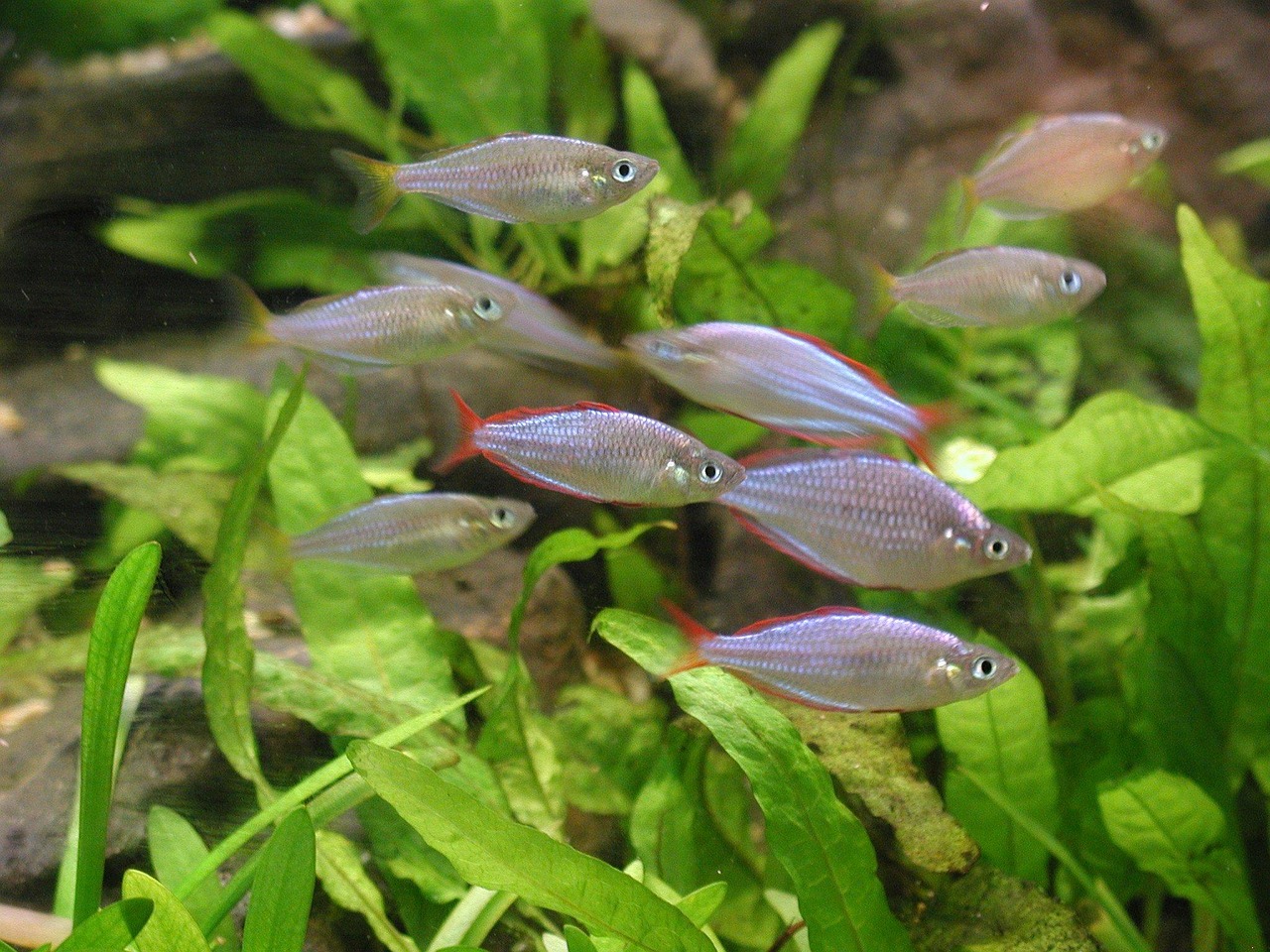 Aquascaping With Anubias Only: Timeless and Indestructible
