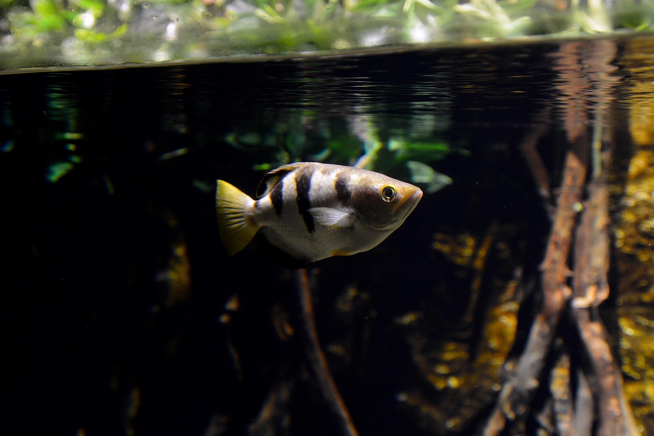 fish, marine, animal, species, nature, aquarium