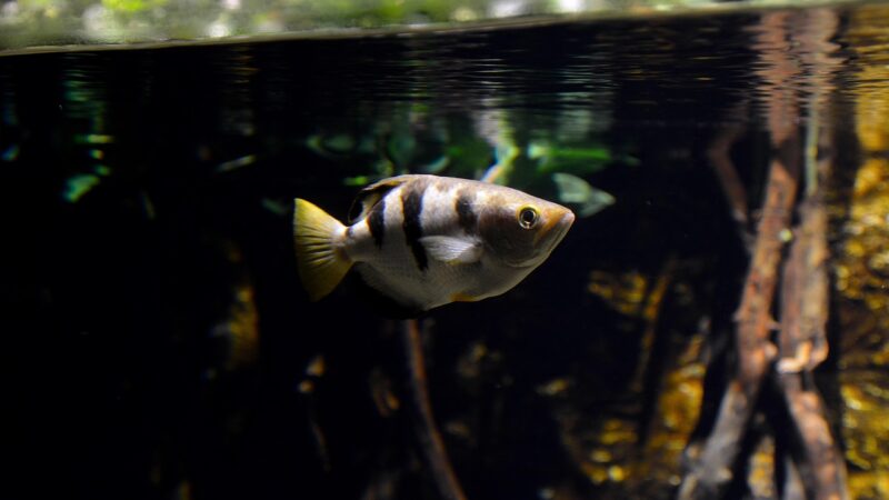 fish, marine, animal, species, nature, aquarium