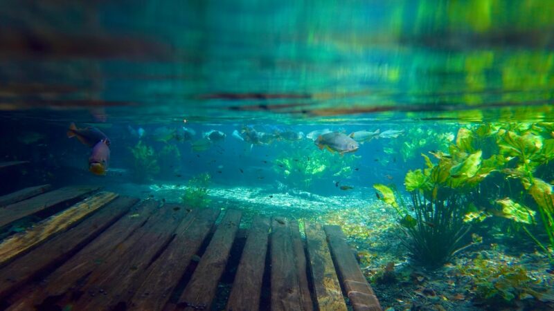 Aquascaping With Echinodorus Only: Sword Plant Feature Tanks