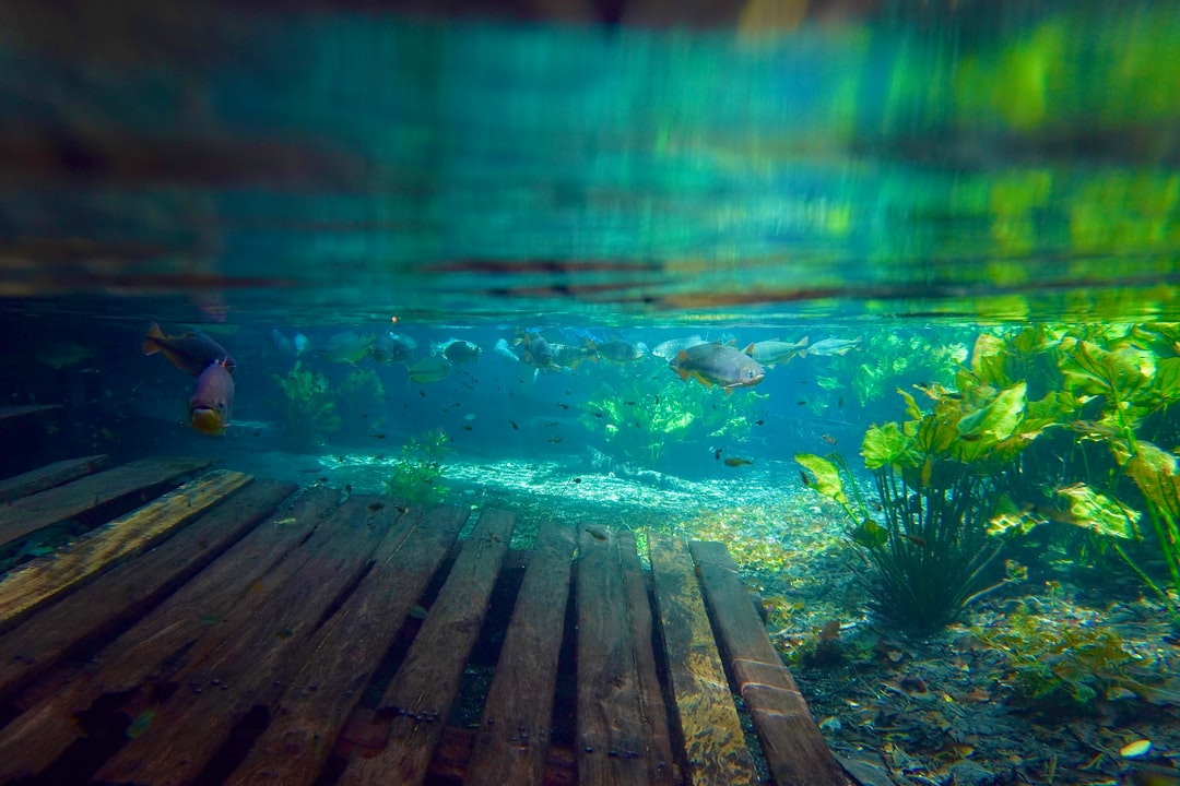 Aquascaping With Echinodorus Only: Sword Plant Feature Tanks