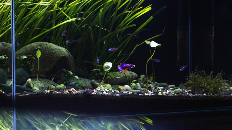 Aquascaping With Eleocharis Mini Only