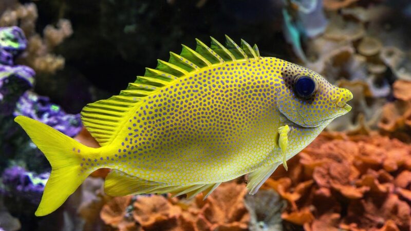 blue-spotted rabbitfish, underwater, nature, sea, dive, ocean, fish, aquarium, pattern, nature pattern
