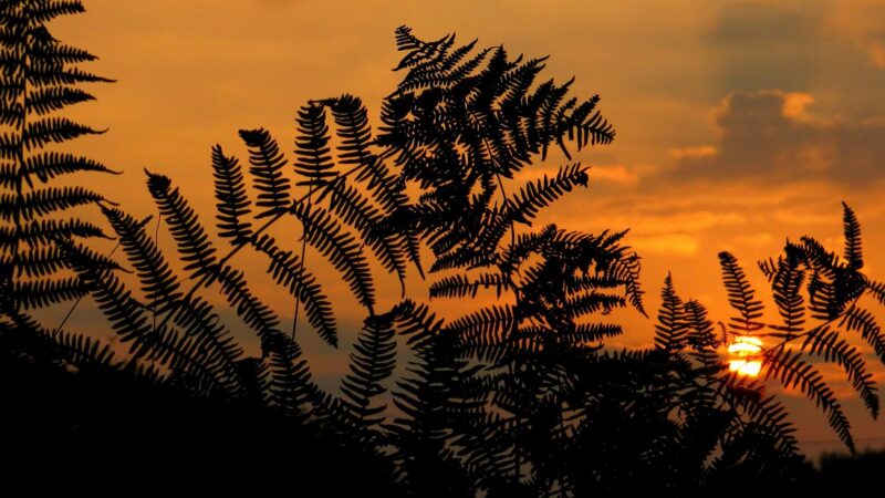 sunrise, sunset, fern, nature, plants, dawn, afterglow, sunrise, sunrise, sunrise, sunrise, sunrise, fern, fern