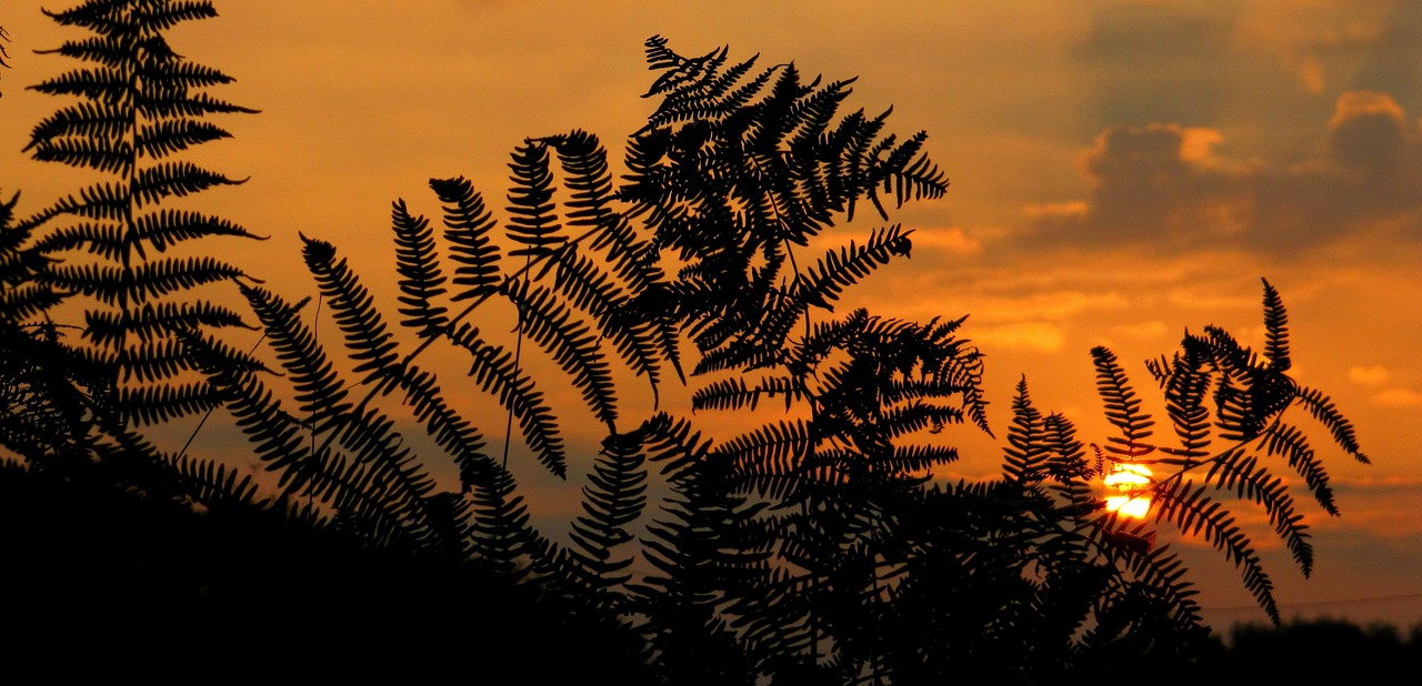 sunrise, sunset, fern, nature, plants, dawn, afterglow, sunrise, sunrise, sunrise, sunrise, sunrise, fern, fern